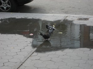 Pigeons cooling off in a puddle.