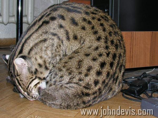 catball